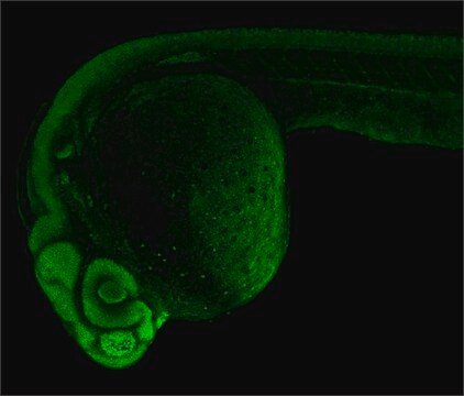 Anti-sox2 antibody produced in rabbit affinity isolated antibody, buffered aqueous solution