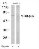 Anti-RELA (Ab-435) antibody produced in rabbit affinity isolated antibody
