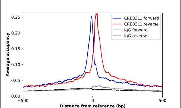 Anti-CREB3L1 antibody produced in rabbit Prestige Antibodies&#174; Powered by Atlas Antibodies, affinity isolated antibody, buffered aqueous glycerol solution