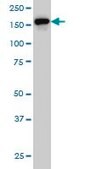 Monoclonal Anti-ROCK2 antibody produced in mouse clone 2A4, purified immunoglobulin, buffered aqueous solution