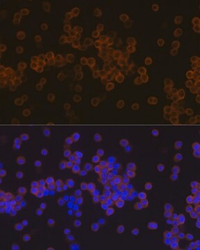 Anti-PLC gamma 2 (PLCG2) Antibody, clone 7I1C9, Rabbit Monoclonal