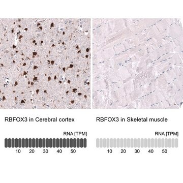 Monoclonal Anti-RBFOX3 antibody produced in mouse Prestige Antibodies&#174; Powered by Atlas Antibodies, clone CL11896, purified immunoglobulin, buffered aqueous glycerol solution