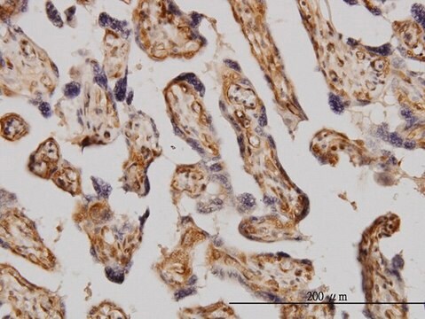 Monoclonal Anti-MAPK3 antibody produced in mouse clone 3C9, purified immunoglobulin, buffered aqueous solution