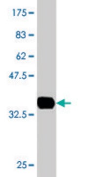 Monoclonal Anti-EPM2AIP1, (C-terminal) antibody produced in mouse clone 5G7, purified immunoglobulin, buffered aqueous solution