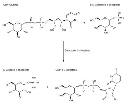 Galactose-1-phosphate Uridyltransferase from galactose-adapted yeast Suitable for manufacturing of diagnostic kits and reagents, lyophilized powder, 20-60&#160;units/mg protein (modified Warburg-Christian)