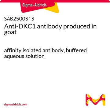 Anti-DKC1 antibody produced in goat affinity isolated antibody, buffered aqueous solution