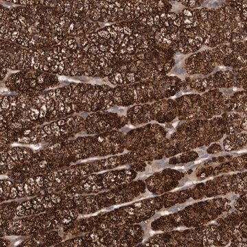 Anti-DNAJB4 antibody produced in rabbit Prestige Antibodies&#174; Powered by Atlas Antibodies, affinity isolated antibody, buffered aqueous glycerol solution, ab2