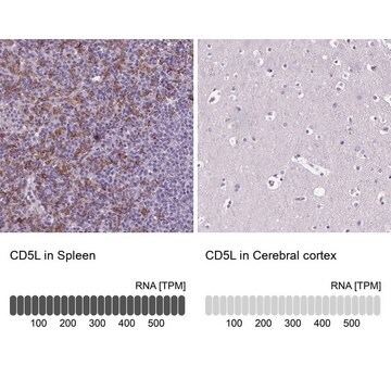 Anti-CD5L antibody produced in rabbit Prestige Antibodies&#174; Powered by Atlas Antibodies, affinity isolated antibody, buffered aqueous glycerol solution