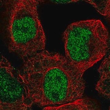 Anti-KDM4C antibody produced in rabbit Prestige Antibodies&#174; Powered by Atlas Antibodies, affinity isolated antibody