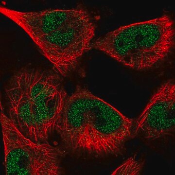 Anti-SNRPA antibody produced in rabbit Prestige Antibodies&#174; Powered by Atlas Antibodies, affinity isolated antibody