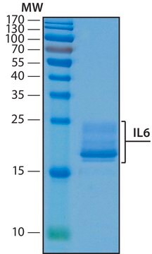 Interleukin-6 human recombinant, expressed in HEK 293 cells, suitable for cell culture