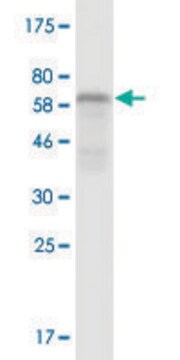 Monoclonal Anti-RCN2, (C-terminal) antibody produced in mouse clone 1A9, purified immunoglobulin, buffered aqueous solution