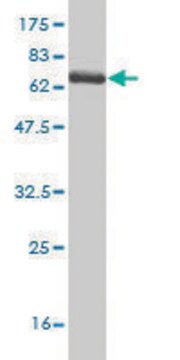 Monoclonal Anti-SPHK1 antibody produced in mouse clone 1D6, purified immunoglobulin, buffered aqueous solution