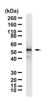Anti-FLAG&#174; Antibody, clone 1I8 ZooMAb&#174; Rabbit Monoclonal recombinant, expressed in HEK 293 cells