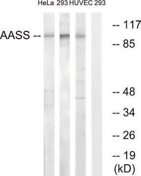 Anti-AASS antibody produced in rabbit affinity isolated antibody