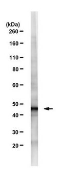 Anti-CELF4 Antibody, clone N446/80 clone N446/80, from mouse