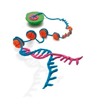 CPGWIZ&#8482; hMLH1 - Methylation specific PCR assay