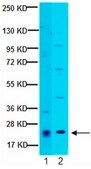 Anti-PDGF-AA Antibody from rabbit, purified by affinity chromatography