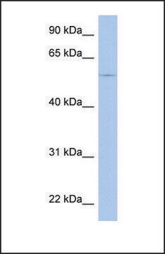 Anti-TRIM58 antibody produced in rabbit affinity isolated antibody