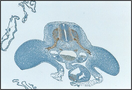 Monoclonal Anti-HNK-1/N-CAM (CD57) antibody produced in mouse clone VC1.1, ascites fluid, buffered aqueous solution