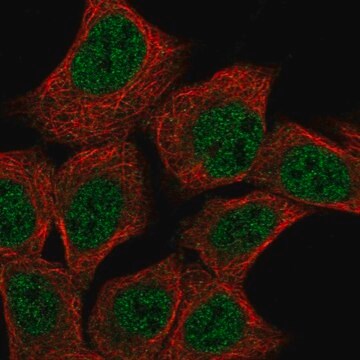 Anti-Dnd1 Antibody Produced In Rabbit Prestige Antibodies&#174; Powered by Atlas Antibodies, affinity isolated antibody, buffered aqueous glycerol solution
