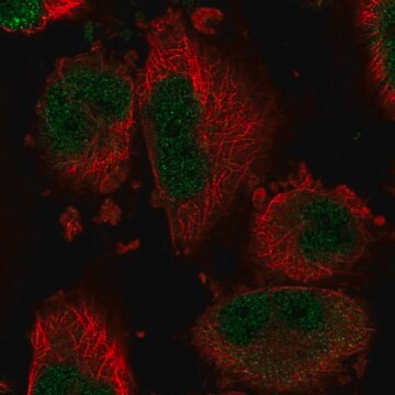 Anti-DYNLT1 antibody produced in rabbit Prestige Antibodies&#174; Powered by Atlas Antibodies, affinity isolated antibody