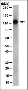 Anti-EphA7 Antibody, clone 2F3.1 clone 2F3.1, from mouse