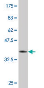 Monoclonal Anti-TBX21 antibody produced in mouse clone 1F4, purified immunoglobulin, buffered aqueous solution