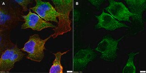 Anti-CD41/ITGA2B Antibody, clone 1F9 ZooMAb&#174; Rabbit Monoclonal recombinant, expressed in HEK 293 cells
