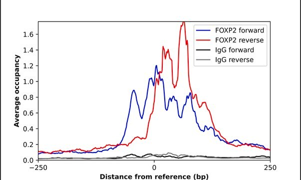 Anti-FOXP2 antibody produced in rabbit Prestige Antibodies&#174; Powered by Atlas Antibodies, affinity isolated antibody