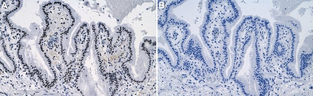 Anti-CBX5 Antibody, clone 5I2-K ZooMAb&#174; Rabbit Monoclonal recombinant, expressed in HEK 293 cells