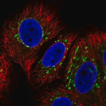 Anti-COG7 antibody produced in rabbit Prestige Antibodies&#174; Powered by Atlas Antibodies, affinity isolated antibody