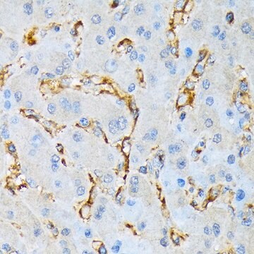 Anti-IQGAP1 antibody produced in rabbit