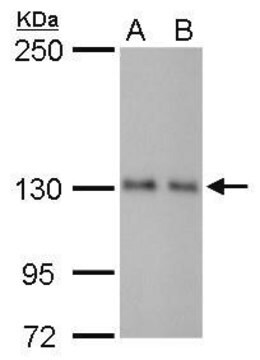 Monoclonal Anti-ARHGEF18 antibody produced in mouse clone GT1972, affinity isolated antibody