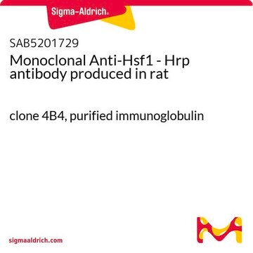 Monoclonal Anti-Hsf1 - Hrp antibody produced in rat clone 4B4, purified immunoglobulin