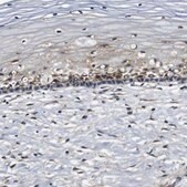 Anti-COL1A1 antibody produced in rabbit Prestige Antibodies&#174; Powered by Atlas Antibodies, affinity isolated antibody, buffered aqueous glycerol solution