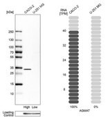 Anti-AGMAT antibody produced in rabbit Prestige Antibodies&#174; Powered by Atlas Antibodies, affinity isolated antibody, buffered aqueous glycerol solution