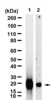 Anti-TIMP2 Antibody, clone 2H23 ZooMAb&#174; Rabbit Monoclonal recombinant, expressed in HEK 293 cells