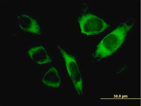 Monoclonal Anti-SPATA2 antibody produced in mouse clone 1F1, purified immunoglobulin, buffered aqueous solution