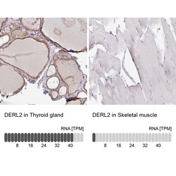 Anti-DERL2 antibody produced in rabbit Prestige Antibodies&#174; Powered by Atlas Antibodies, affinity isolated antibody, buffered aqueous glycerol solution