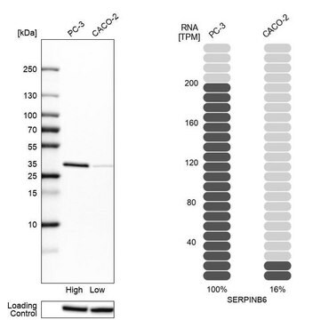 Anti-SERPINB6 antibody produced in rabbit Prestige Antibodies&#174; Powered by Atlas Antibodies, affinity isolated antibody, buffered aqueous glycerol solution