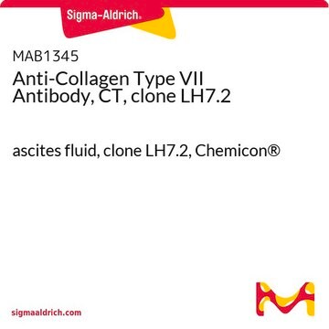 Anti-Collagen Type VII Antibody, CT, clone LH7.2 ascites fluid, clone LH7.2, Chemicon&#174;