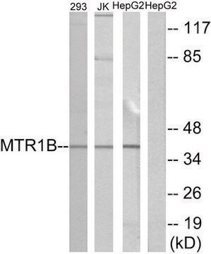 Anti-MTR1B antibody produced in rabbit affinity isolated antibody