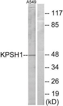 Anti-KPSH1 antibody produced in rabbit affinity isolated antibody