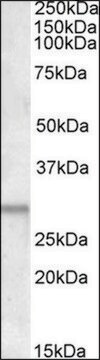 Anti-ATF5 (C-terminal) antibody produced in goat affinity isolated antibody, buffered aqueous solution