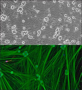 Rat Dorsal Root Ganglion Neurons: RDRGN