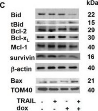 Anti-Mcl-1 antibody produced in rabbit IgG fraction of antiserum, buffered aqueous solution