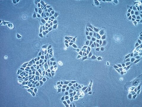 16HBE14o- Human Bronchial Epithelial Cell Line 16HBE14o- human bronchial epithelial cell line is widely used to model barrier function of the airway epithelium and to study respiratory ion transport as well as the function of CFTR.