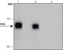 Anti-Human Serum Albumin antibody, Mouse monoclonal clone HSA-11, purified from hybridoma cell culture