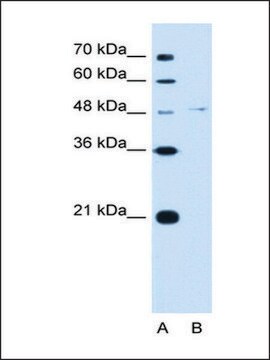 Anti-OLFM4 antibody produced in rabbit IgG fraction of antiserum